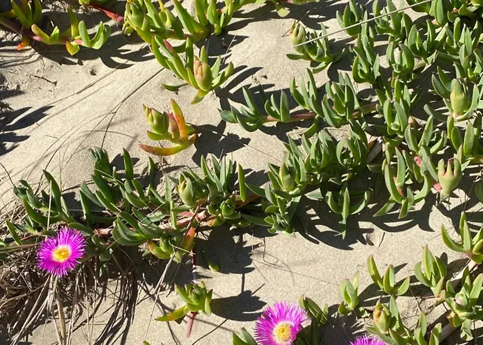 Agence Jf Immo- Avec Piscine Privee Pour 8 A 10 Personnes V0861 Villa *